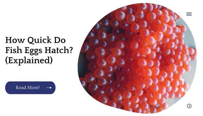How Quick Do Fish Eggs Hatch? (Explained)
