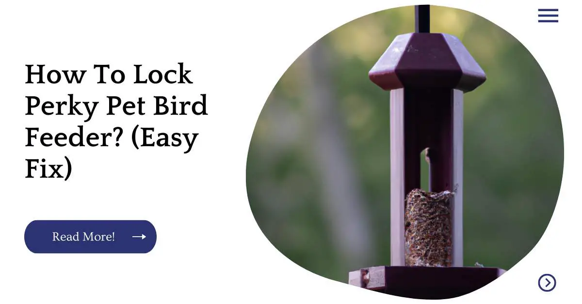 How To Lock Perky Pet Bird Feeder? (Easy Fix)