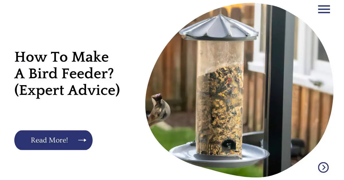 How To Make A Bird Feeder? (Expert Advice)