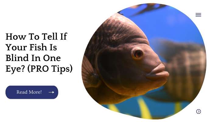 How To Tell If Your Fish Is Blind In One Eye? (PRO Tips)