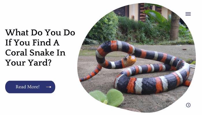 What Do You Do If You Find A Coral Snake In Your Yard?