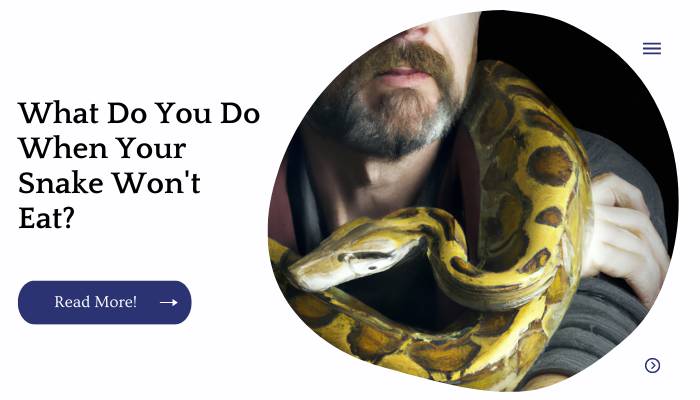 What Do You Do When Your Snake Won't Eat?