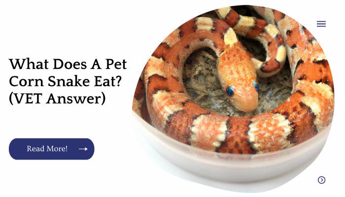 What Does A Pet Corn Snake Eat? (VET Answer)