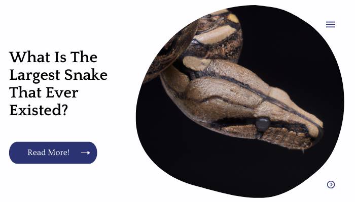 What is the largest snake that ever existed? If you want to know, read on.