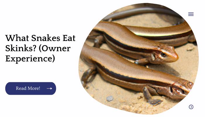 What Snakes Eat Skinks? (Owner Experience)