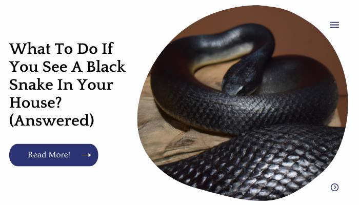 What To Do If You See A Black Snake In Your House? (Answered)