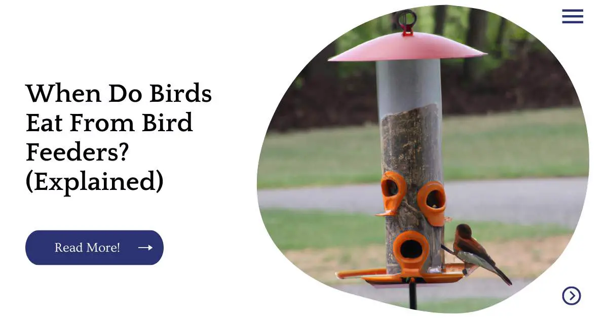 When Do Birds Eat From Bird Feeders? (Explained)