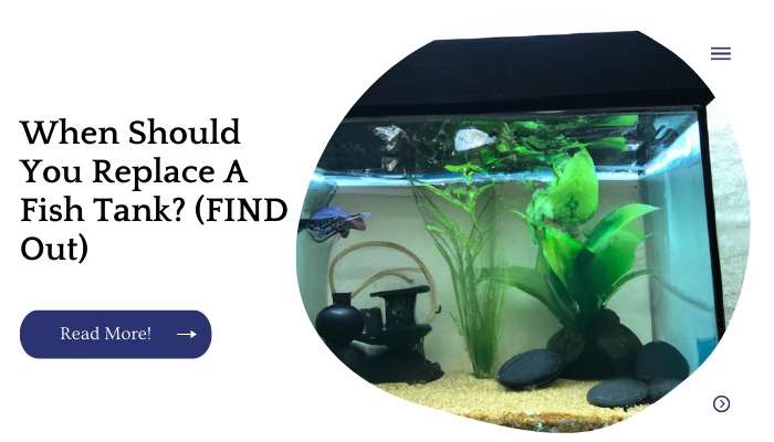 When Should You Replace A Fish Tank? (FIND Out)