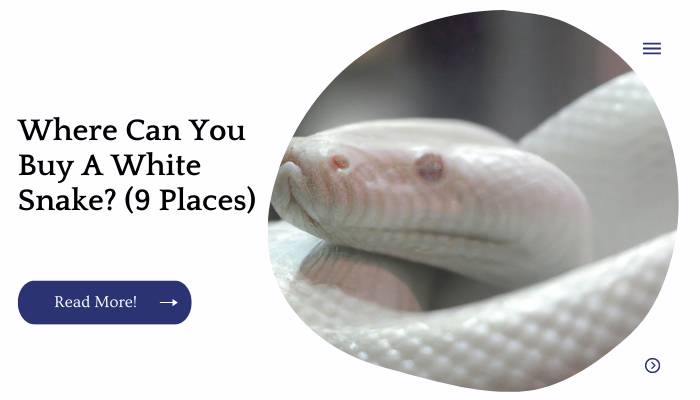 Where Can You Buy A White Snake? (9 Places)