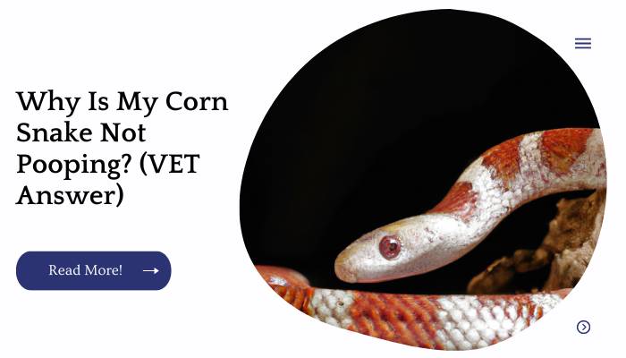 Why Is My Corn Snake Not Pooping? (VET Answer)