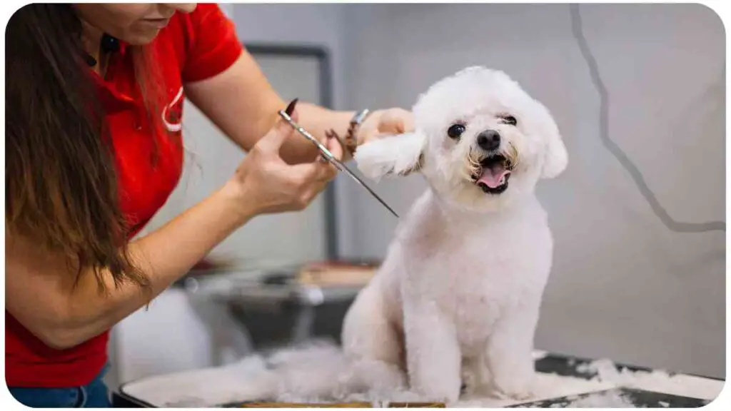 a person is cutting the hair of a dog.