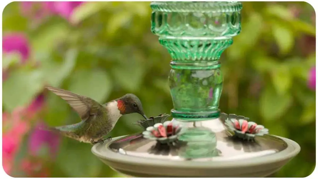 a hummingbird drinking from a bird feeder