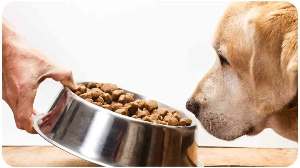 a person feeding a dog food from a metal bowl