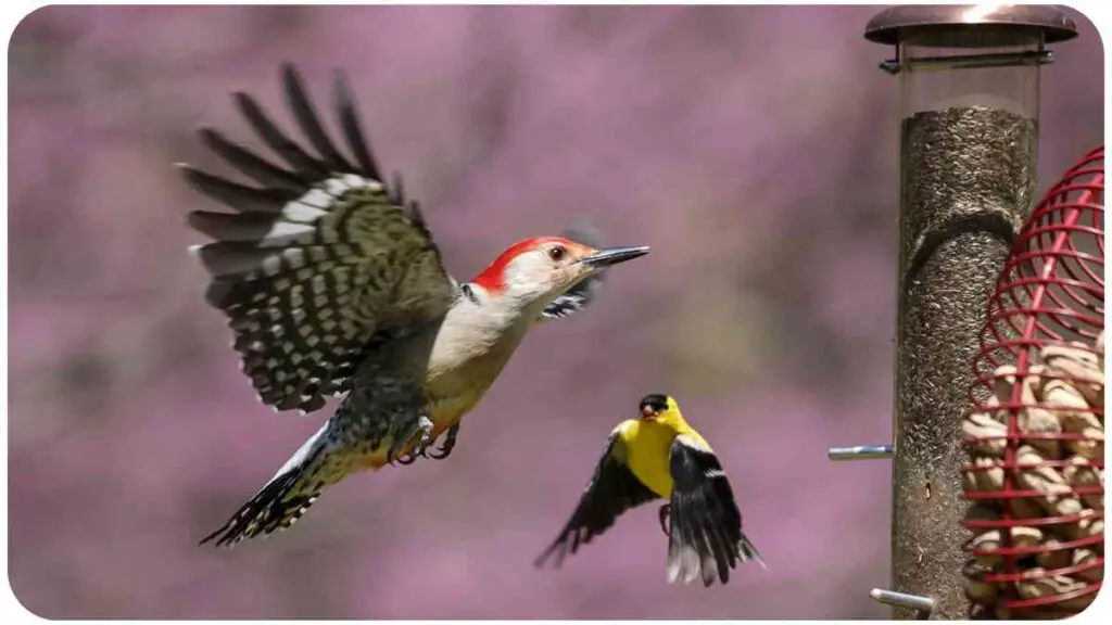 a red-bellied woodpecker and a yellow-billed cuckoo at a bird feeder