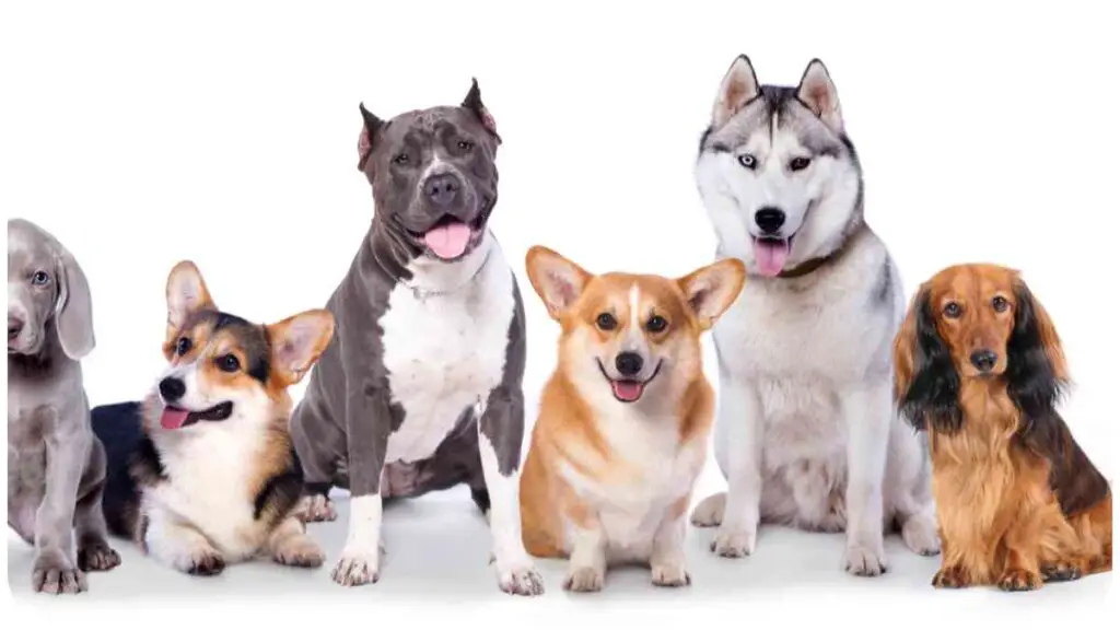 a group of dogs sitting in front of a white background