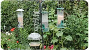 How to Dismantle a Bird Feeder Like a Pro
