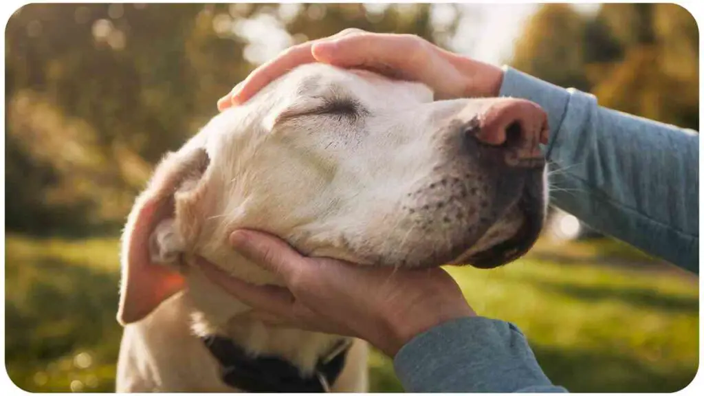 a person touching the head of a dog