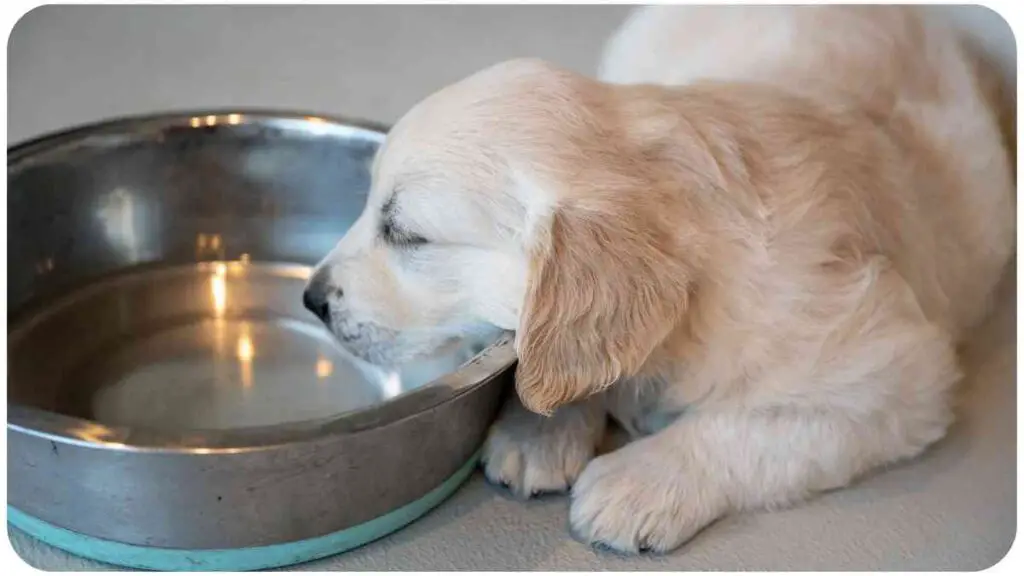 a dog drinking out of a water bowl