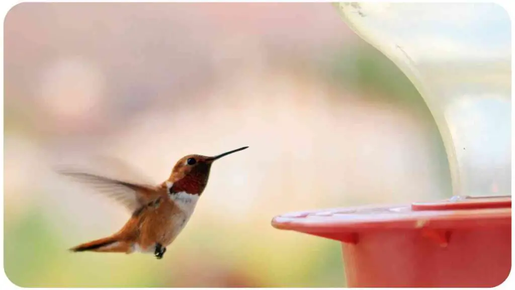 a hummingbird is taking a drink from a bird feeder