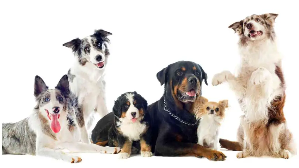 a group of dogs on a white background