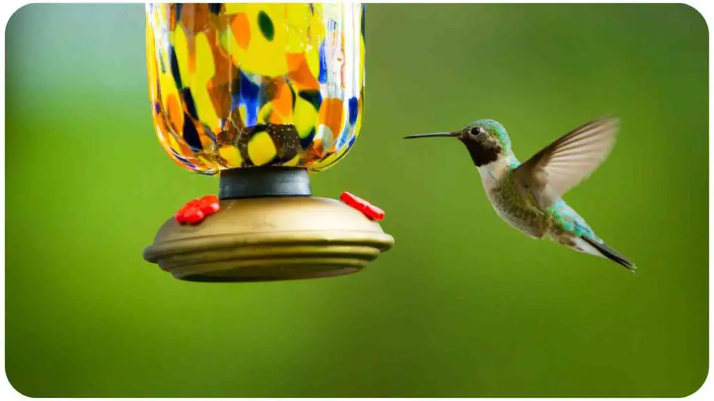 a hummingbird hovering near a bird feeder
