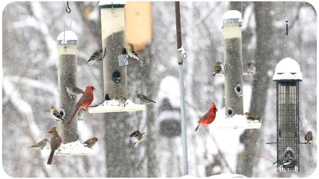 a group of birds on a bird feeder in the snow
