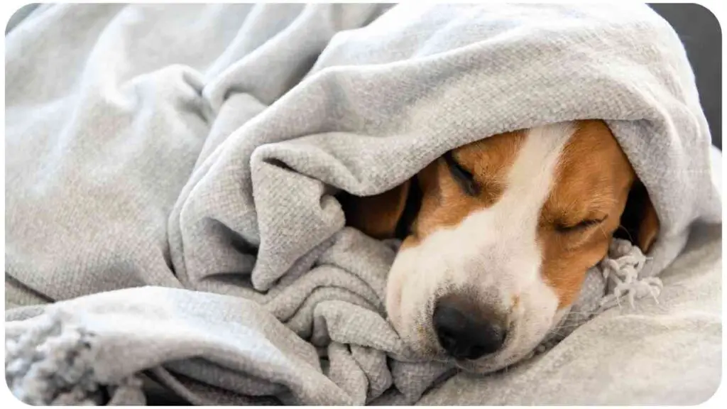 a beagle dog sleeping under a blanket