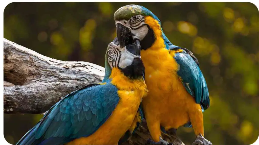 two blue and yellow parrots sitting on top of each other