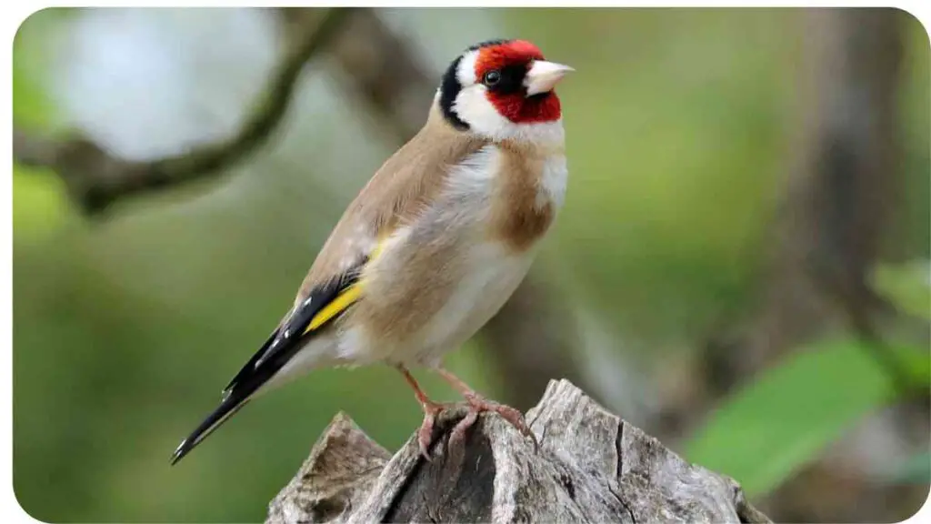 a bird sitting on top of a piece of wood