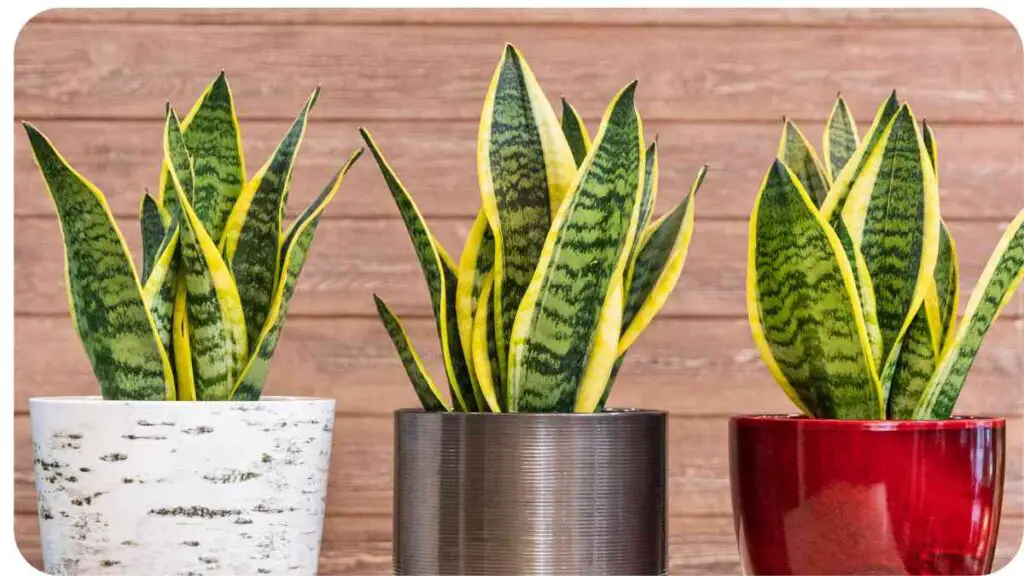 three snake plants in red, white and green pots