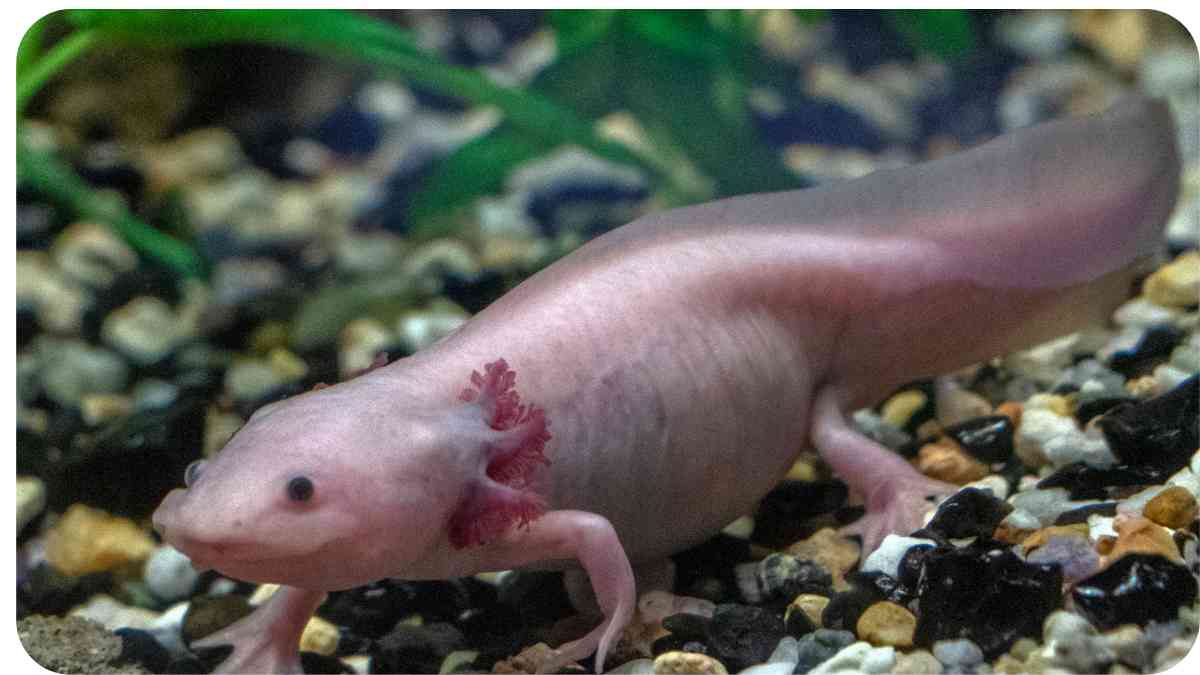 Axolotls in Texas Regulations, Buying Tips, and Care Guidelines