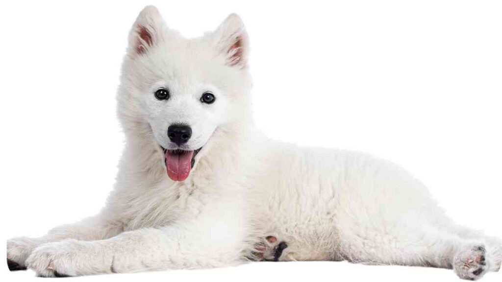 a dog laying down on a white background