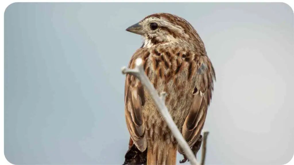 a brown and white bird sitting on top of a twig