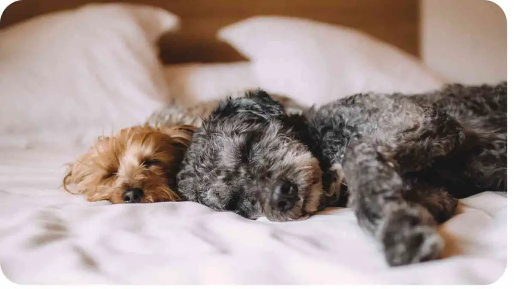 Do Axolotls Kill Glow Squids? (My Experience) Unified Pets