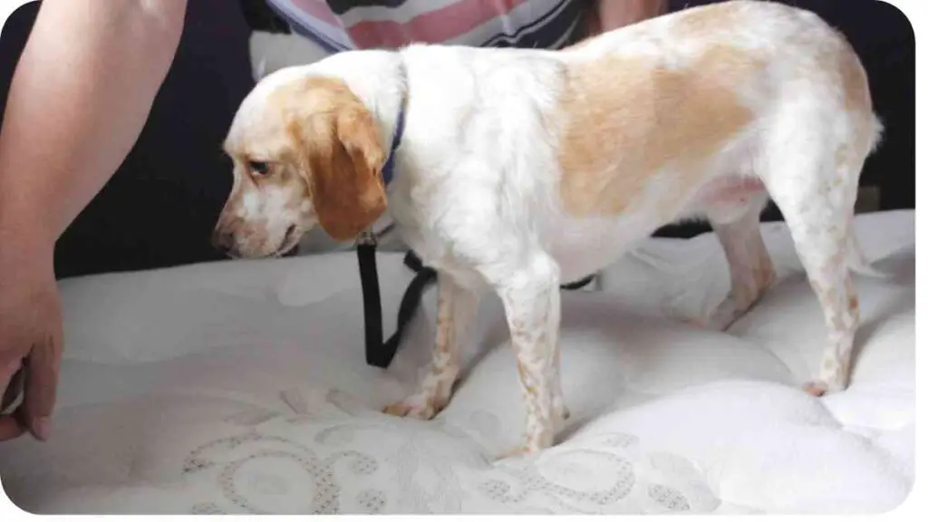 a brown and white dog standing on top of a mattress