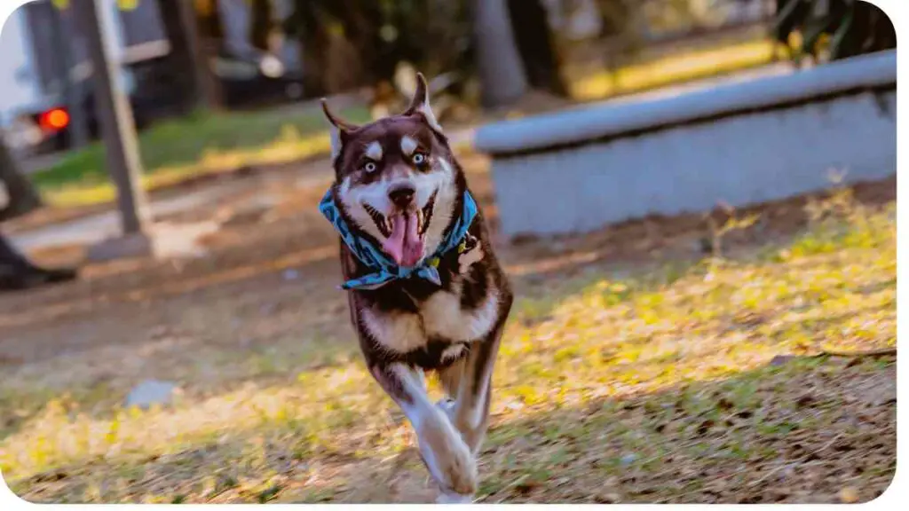 a husky dog running in the park with its tongue out