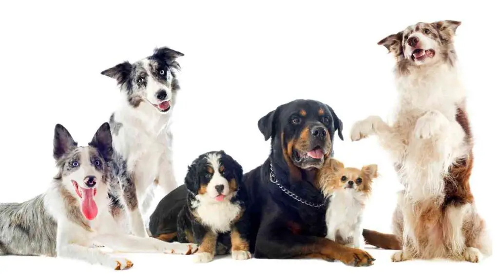 a group of dogs on a white background