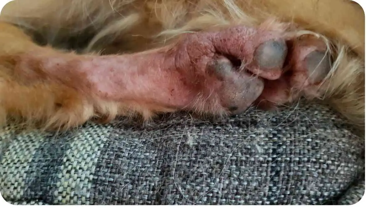 How to Treat a Yeast Infection on Your Dog's Paw