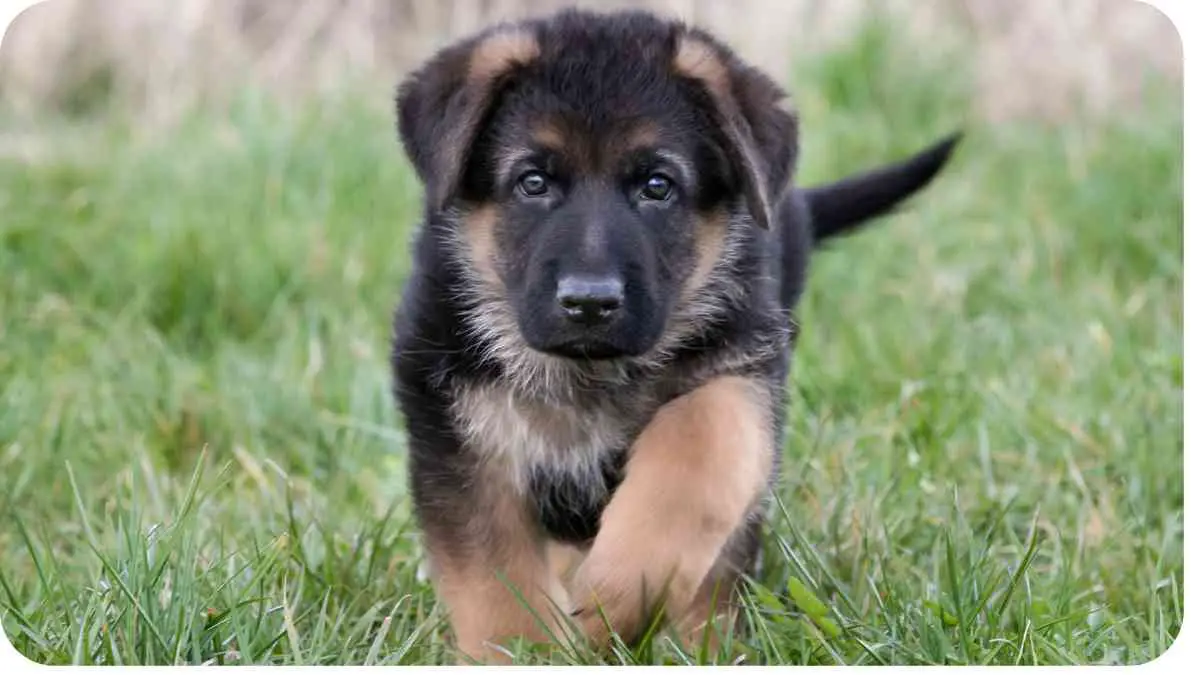 Meet the German Shepherd Poodle Mix: A Unique Hybrid