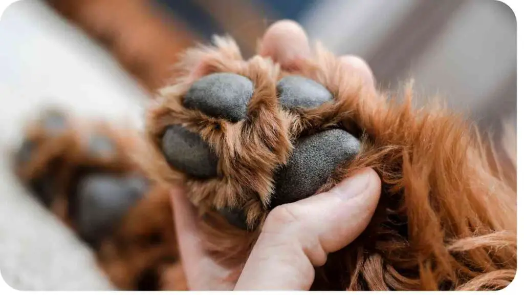 a person's hand holding the paw of a dog