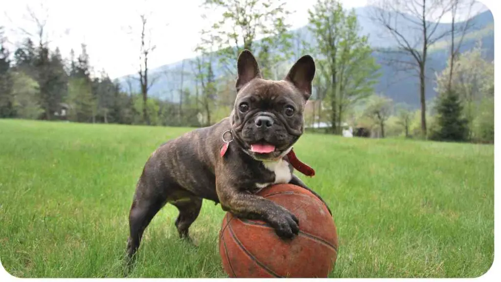a french bulldog is playing with a basketball in the grass