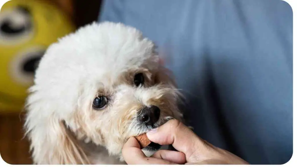 a small white dog being held by a person's hand