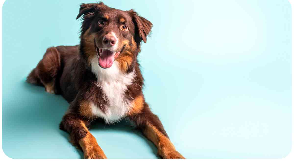 Aussie Dog Red: Facts and Care