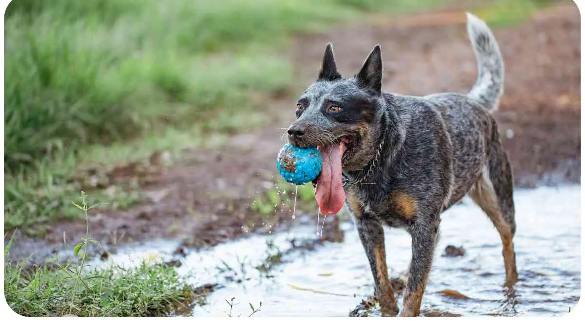 Australian Cattle Dog Blue Heeler Mix: A Comprehensive Guide