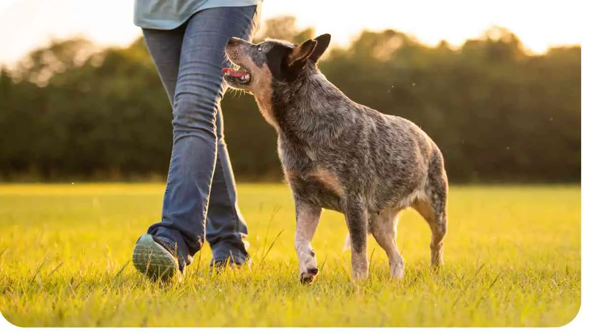 Australian Stumpy-Tail Cattle Dog Overview