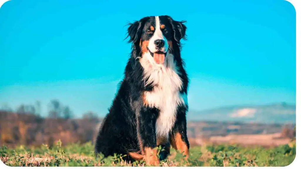 a bernese mountain dog sitting in the grass