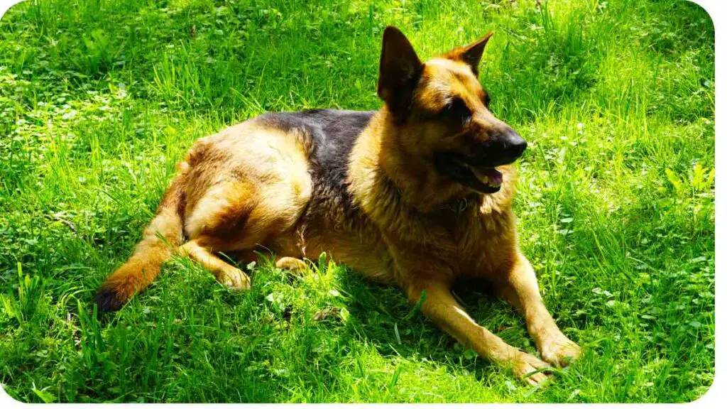 a dog laying in the grass