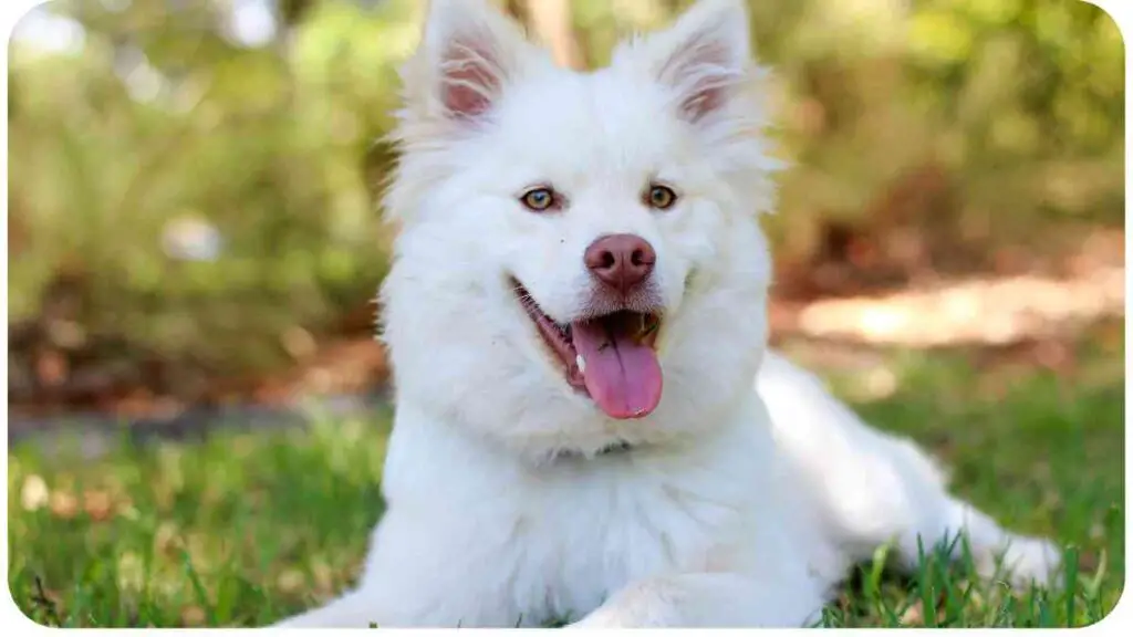 A dog laying in the grass with its tongue out