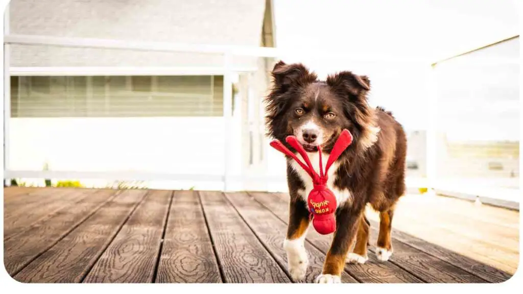 a dog with a red toy in its mouth