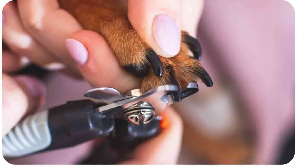 Healing Process for Broken Dog Nails